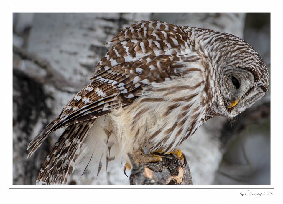 barred owl 4.jpg